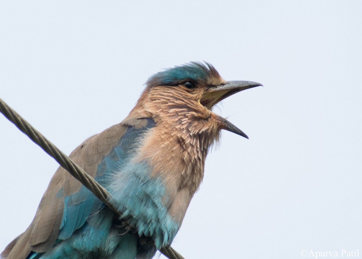 Indian Roller - ML281510761