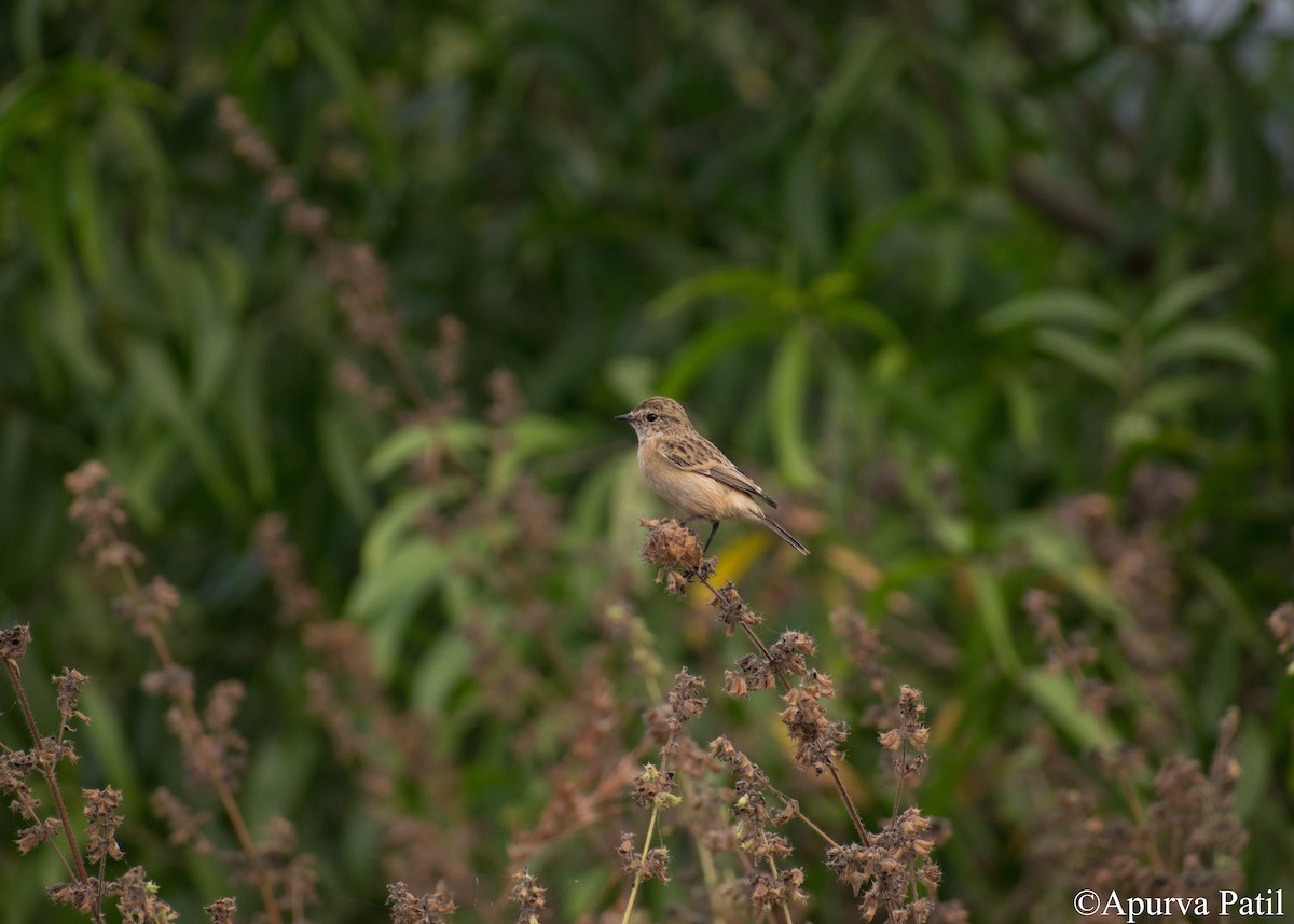 Siberian Stonechat - ML281510791