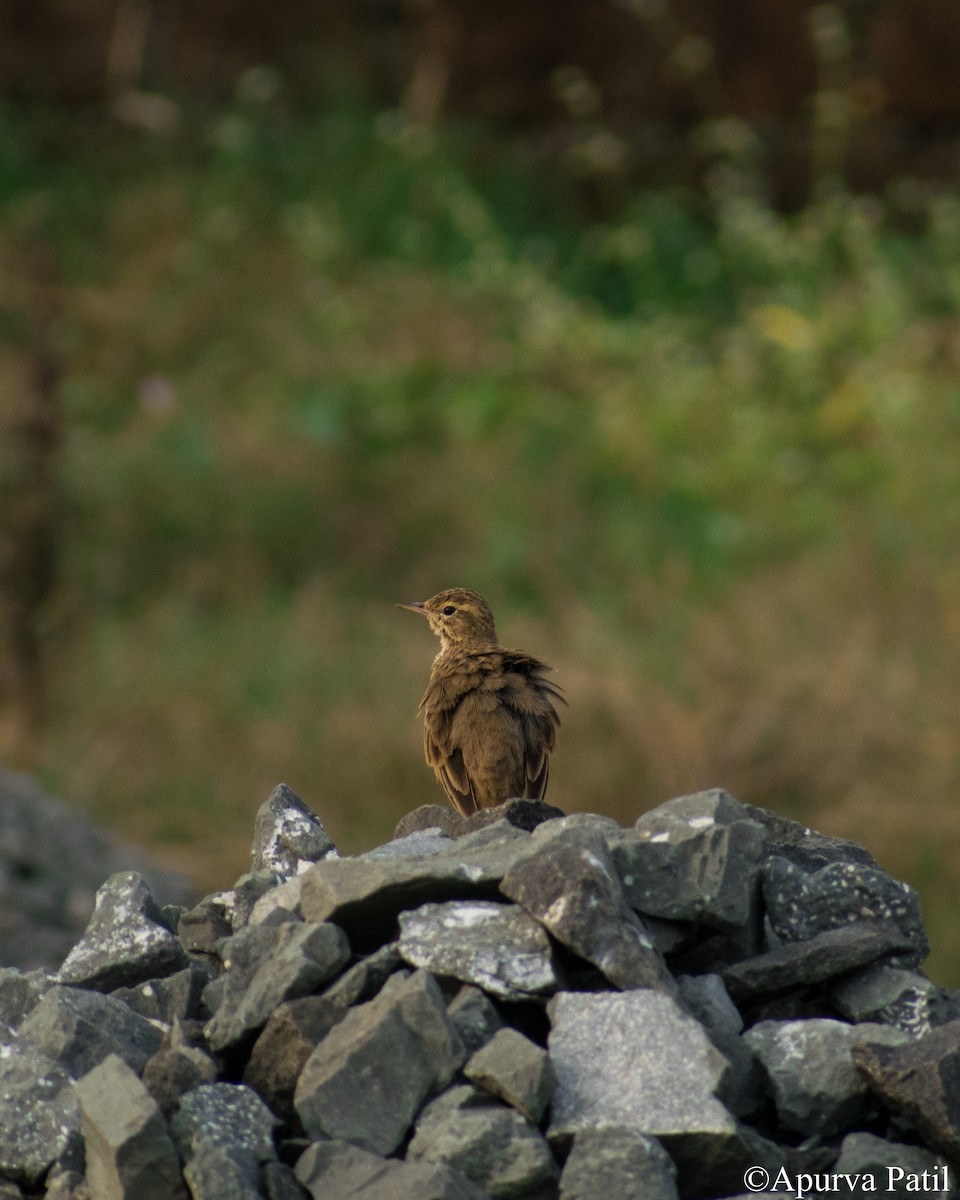 Paddyfield Pipit - ML281510801