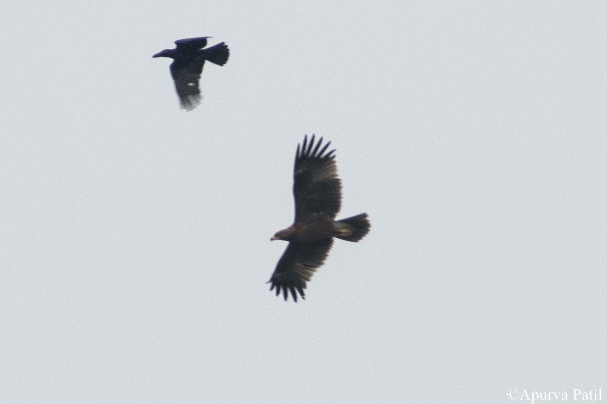 Águila Esteparia - ML281511411