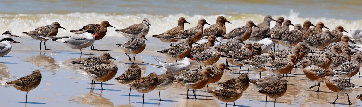 Red Knot - olivia graves