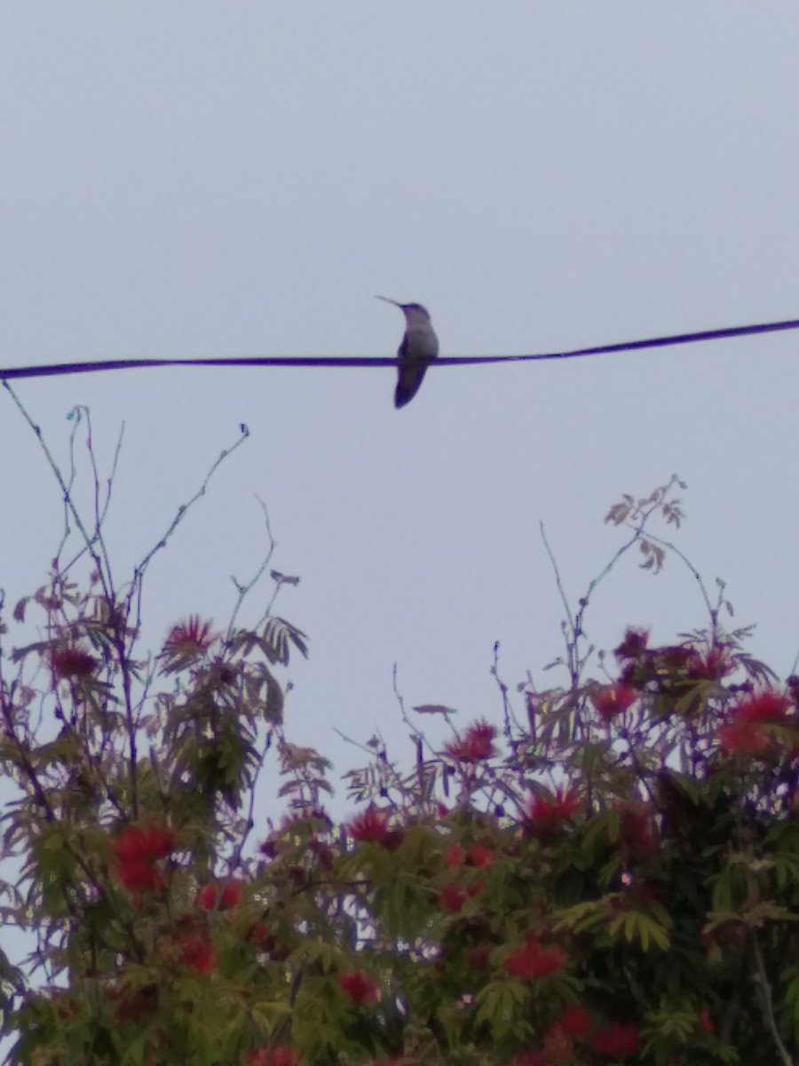 Oasis Hummingbird - ML281515091