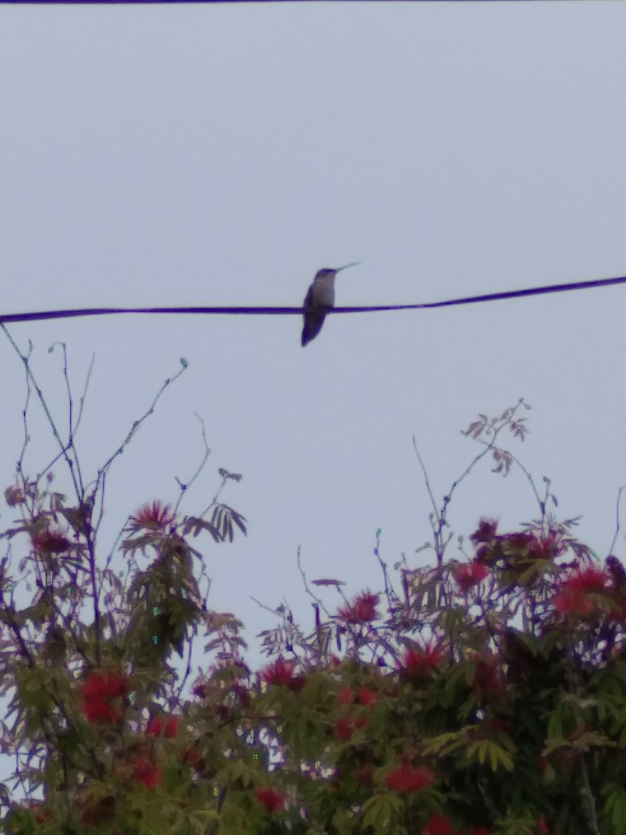 Oasis Hummingbird - ML281515111