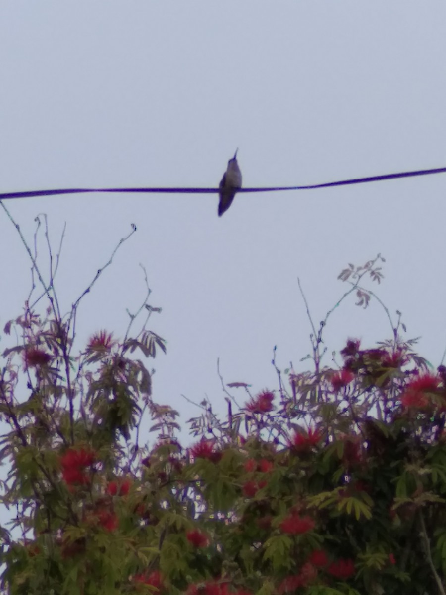 Oasis Hummingbird - ML281515121