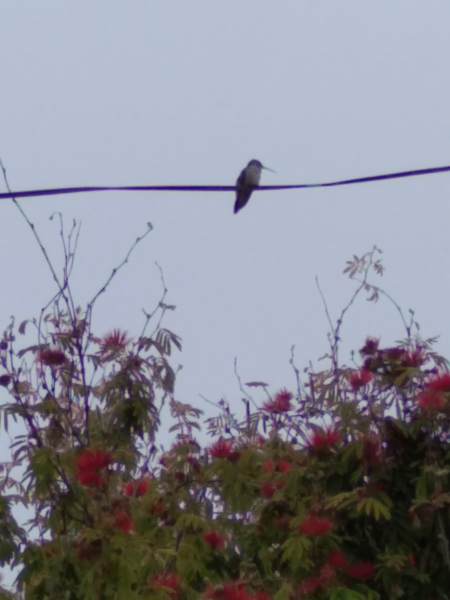 Oasis Hummingbird - ML281515131