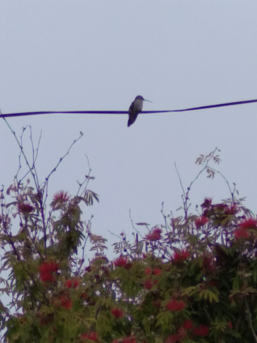 Oasis Hummingbird - ML281515151