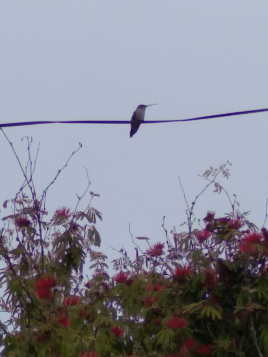 Oasis Hummingbird - ML281515161