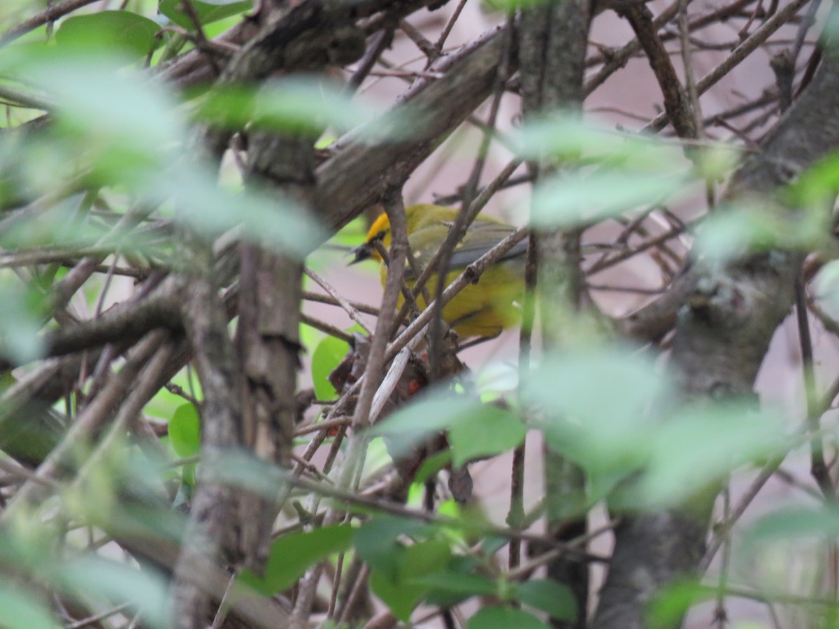 Blue-winged Warbler - CareyJo  Titus