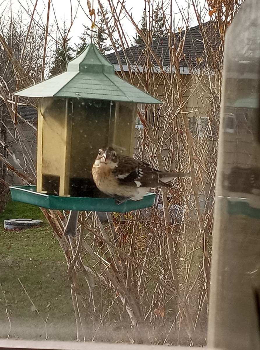 Rose-breasted Grosbeak - ML281520431