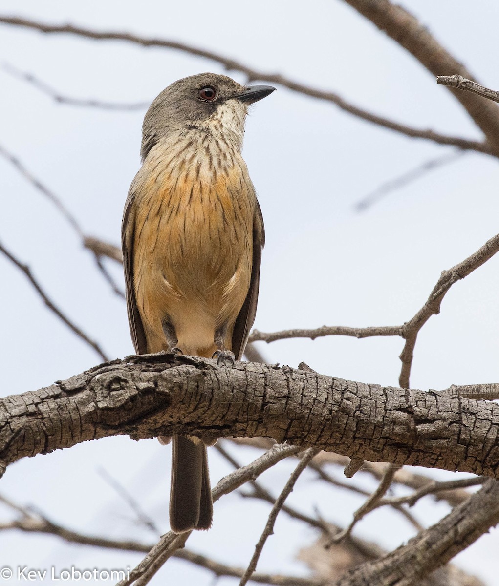 Rufous Whistler - ML281520581