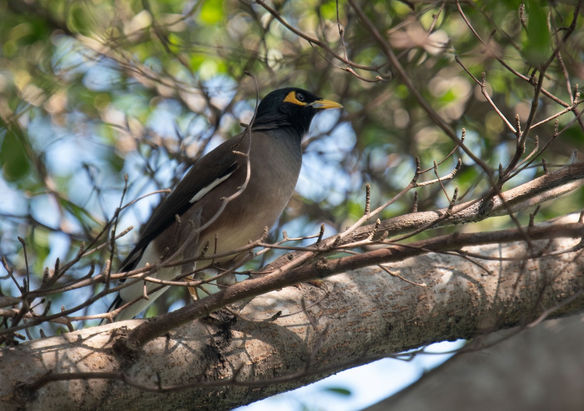 Common Myna - Liu JYUN-FU