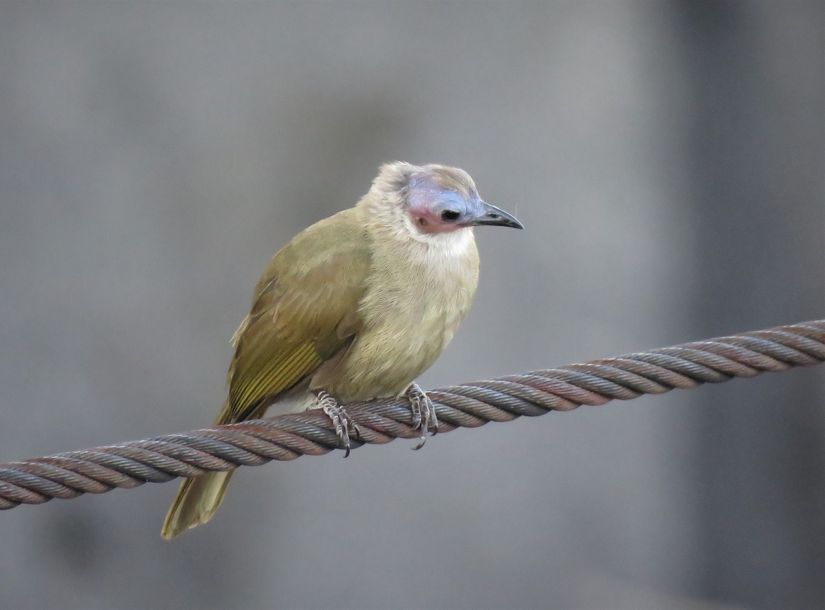 Bare-faced Bulbul - Bram Piot