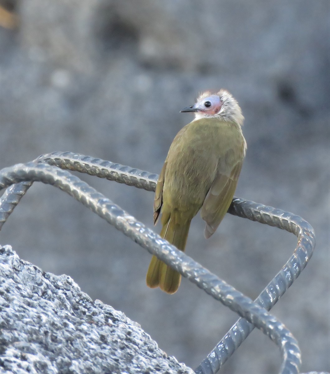 Bare-faced Bulbul - Bram Piot