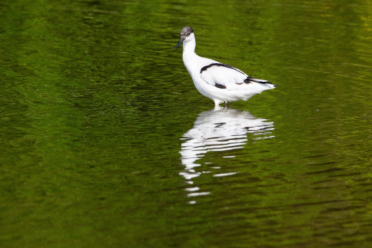 Avocette élégante - ML281522311