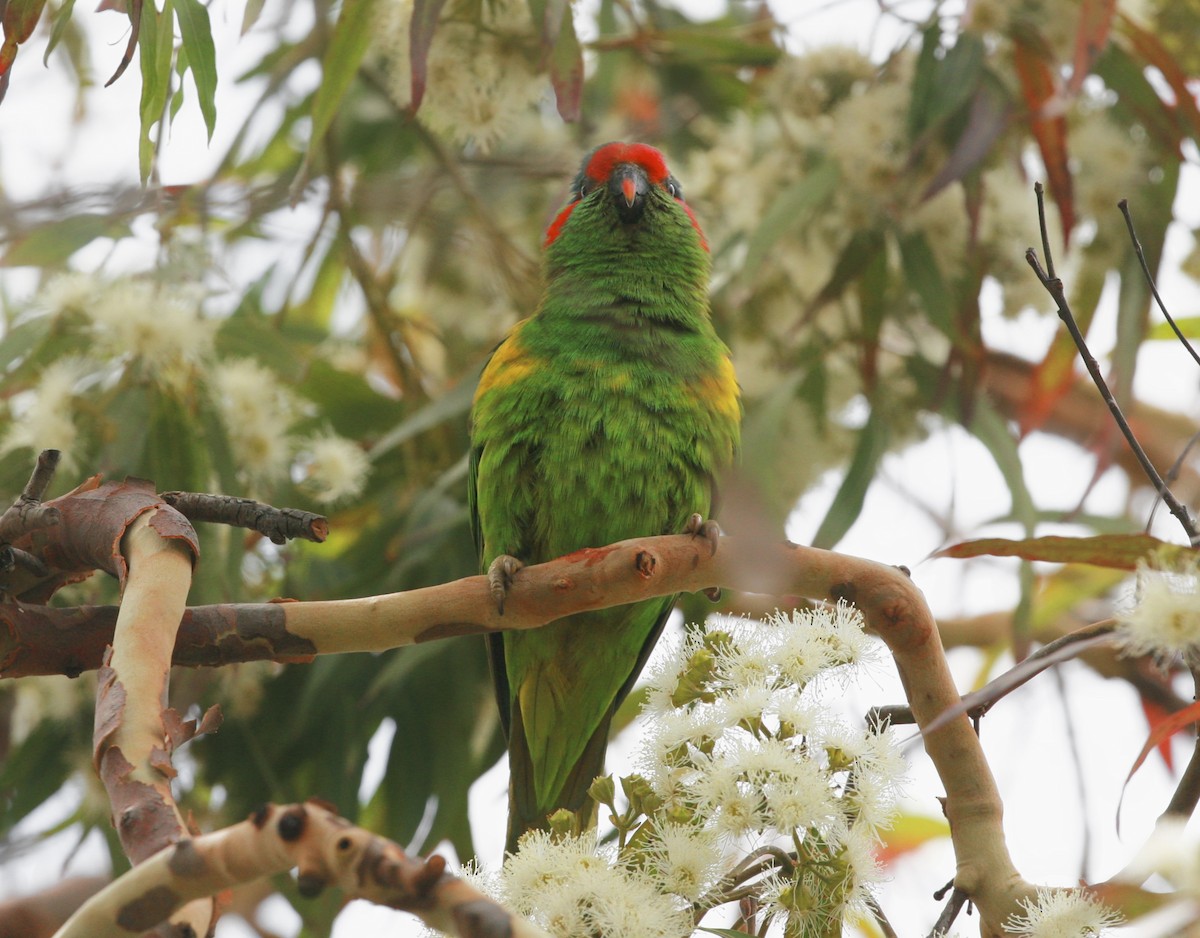 Musk Lorikeet - Anonymous