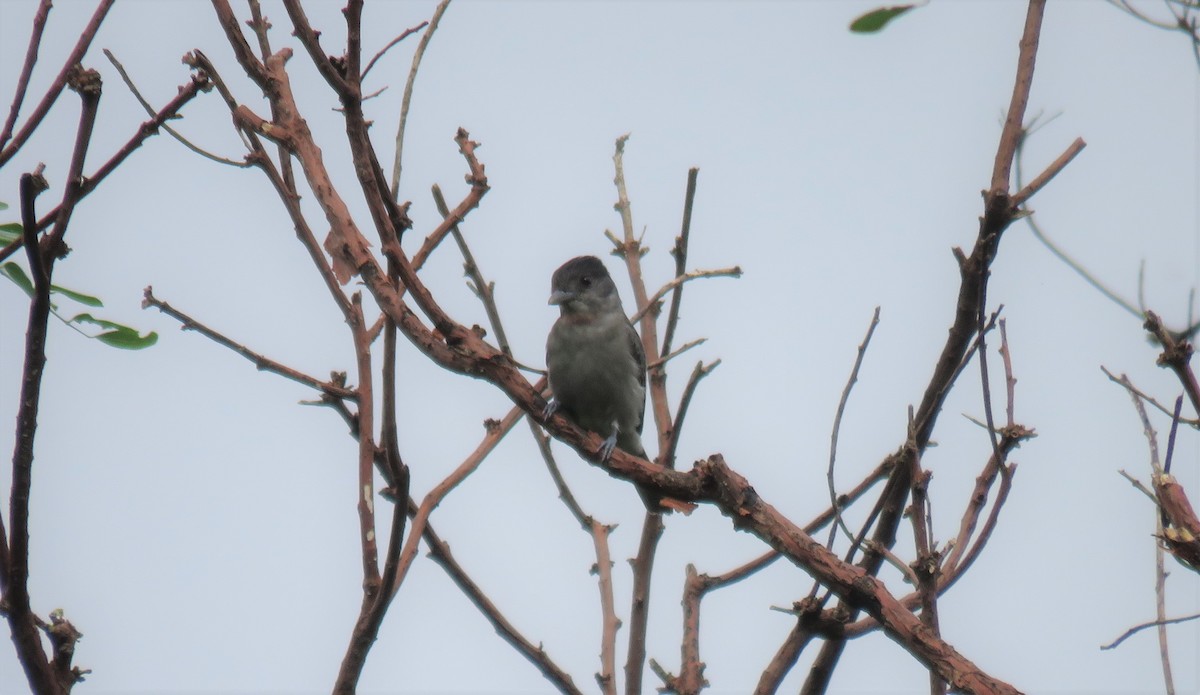 Rose-throated Becard - ML281524341