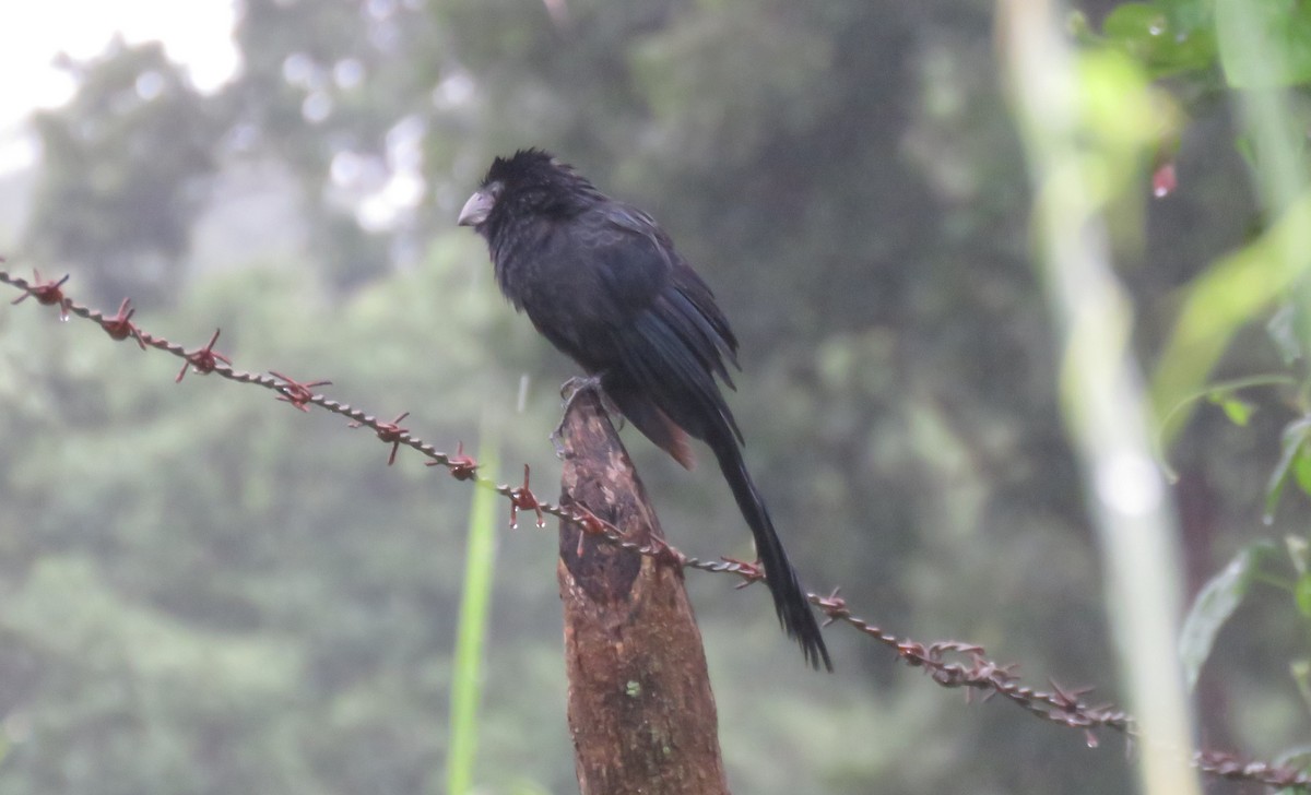 Groove-billed Ani - Jessie Stuebner