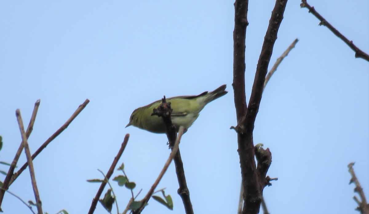 Tennessee Warbler - Jessie Stuebner