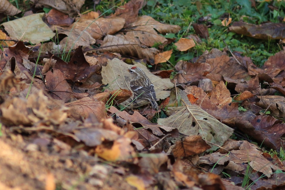 Redpoll (Common/Lesser) - ML281525001