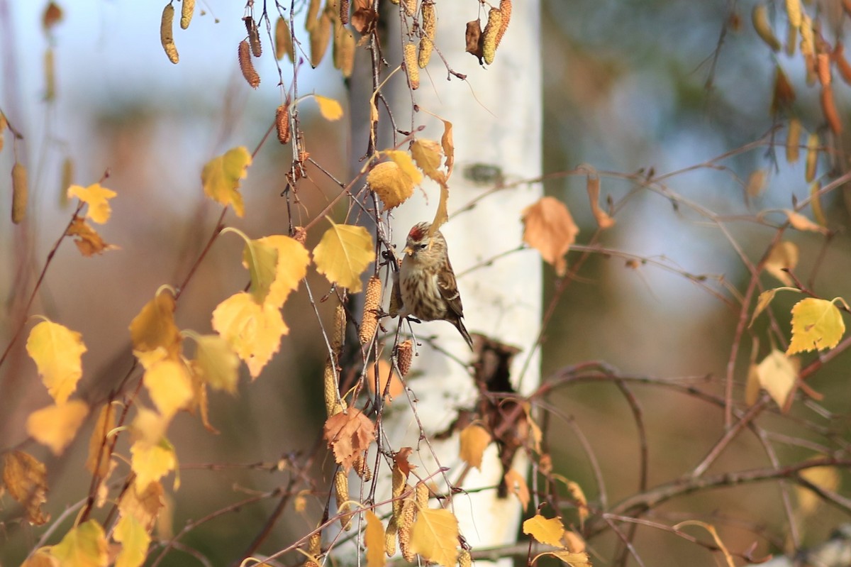 Redpoll (Common/Lesser) - ML281525011