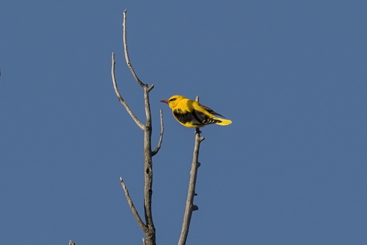 Indian Golden Oriole - ML281525751