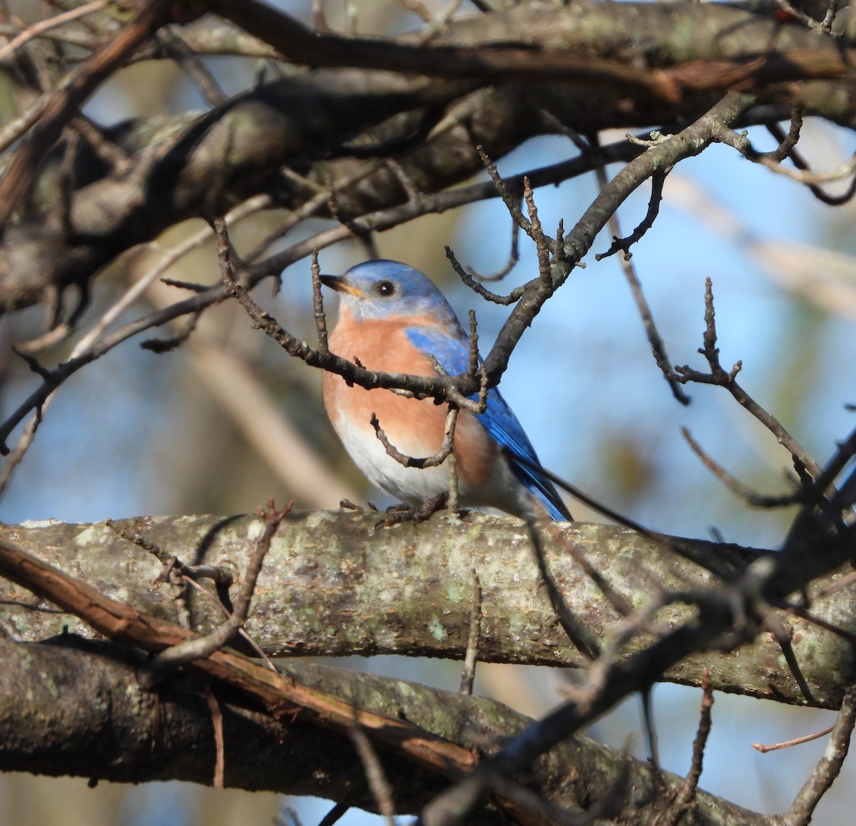 Eastern Bluebird - Kent Davis