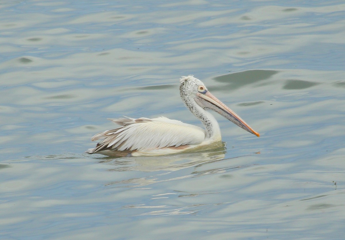 Spot-billed Pelican - ML281529731