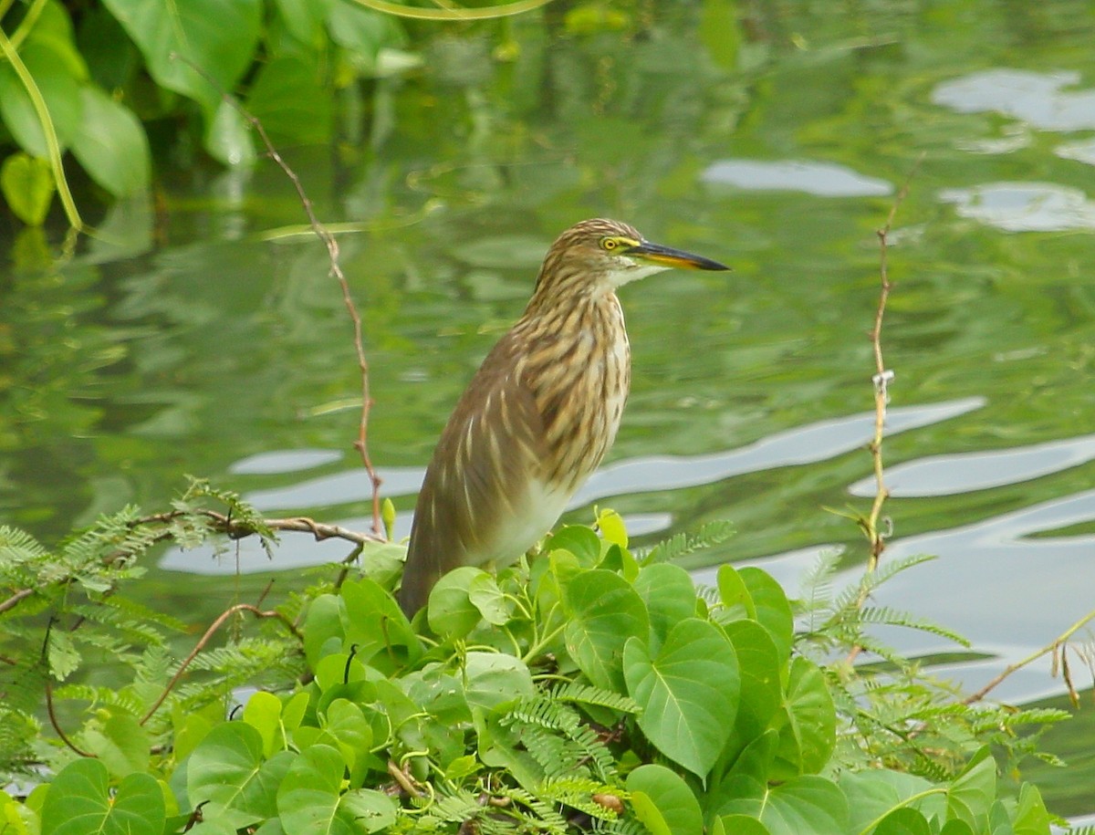 Indian Pond-Heron - ML281529761