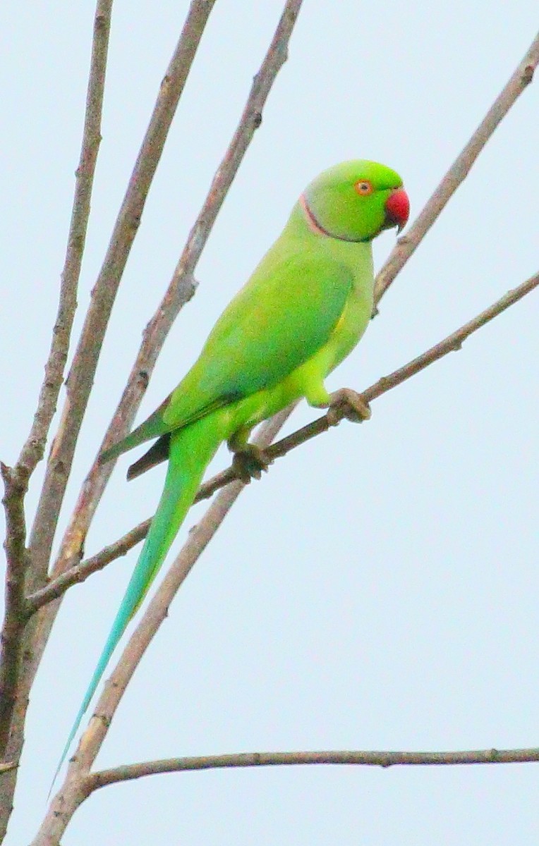 Rose-ringed Parakeet - ML281530081
