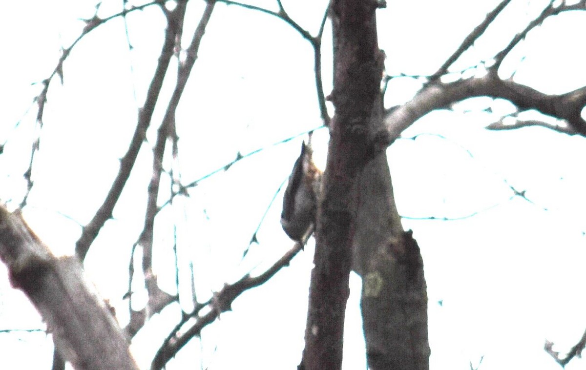 White-breasted Nuthatch - ML28153081