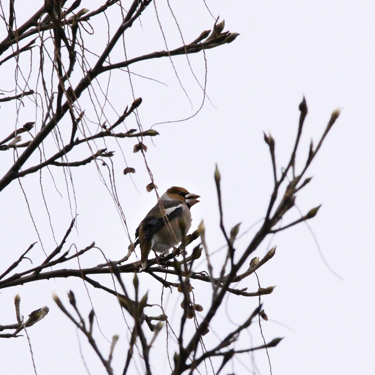 Hawfinch - ML281532411