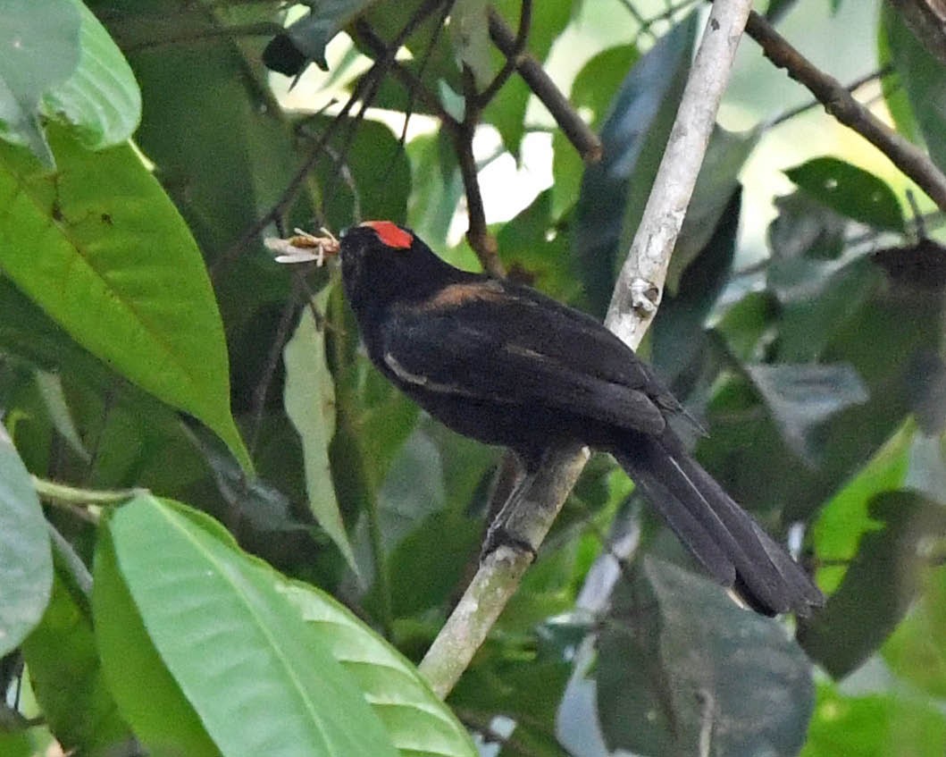 Flame-crested Tanager - ML281532421