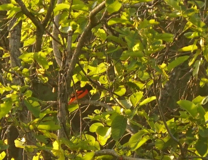 赤紅山椒鳥 - ML281534191