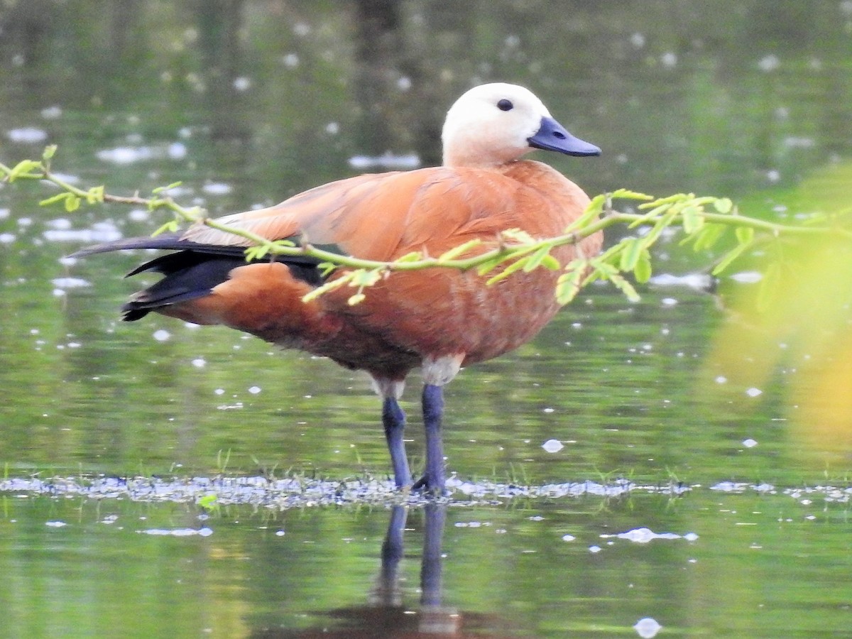 Ruddy Shelduck - Arulvelan Thillainayagam