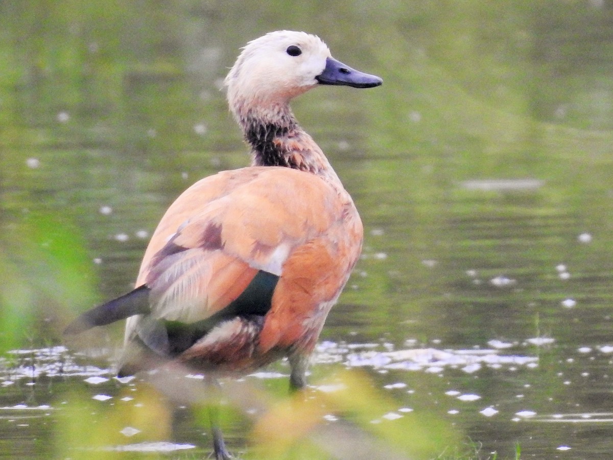 Ruddy Shelduck - Arulvelan Thillainayagam