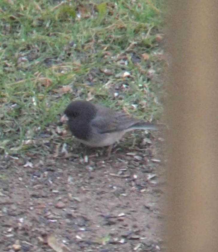 Dark-eyed Junco (cismontanus) - ML281538151