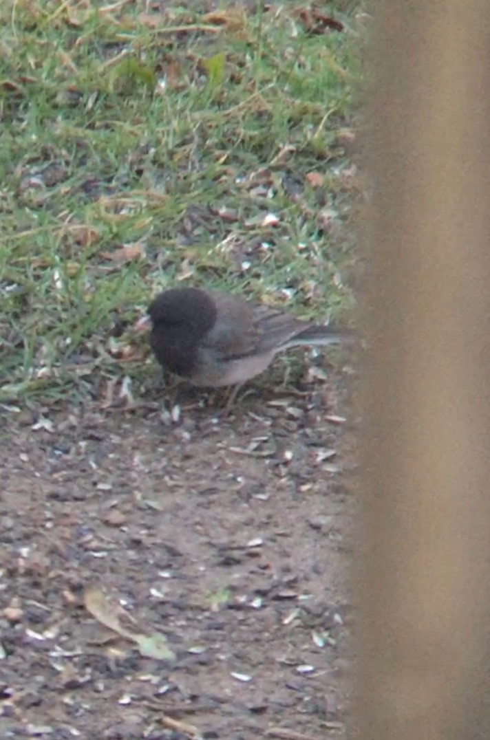 Dark-eyed Junco (cismontanus) - ML281538161
