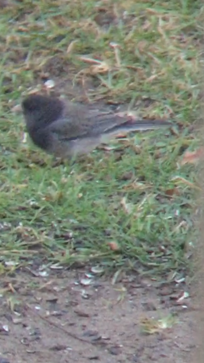 Dark-eyed Junco (cismontanus) - ML281538171