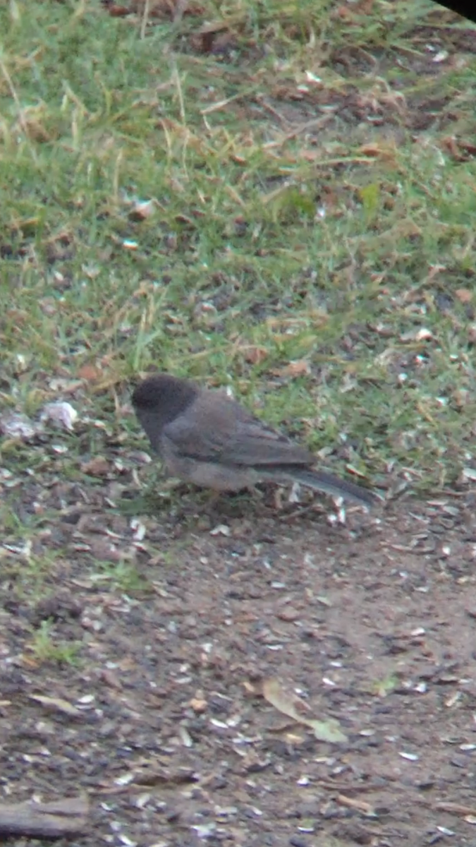 Dark-eyed Junco (cismontanus) - ML281538191