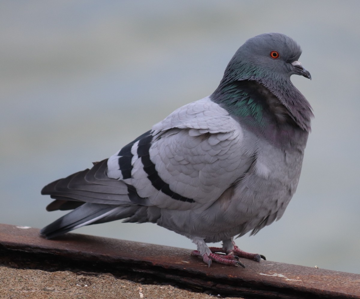 Pigeon biset (forme domestique) - ML281538651