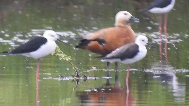 Black-winged Stilt - ML281539651