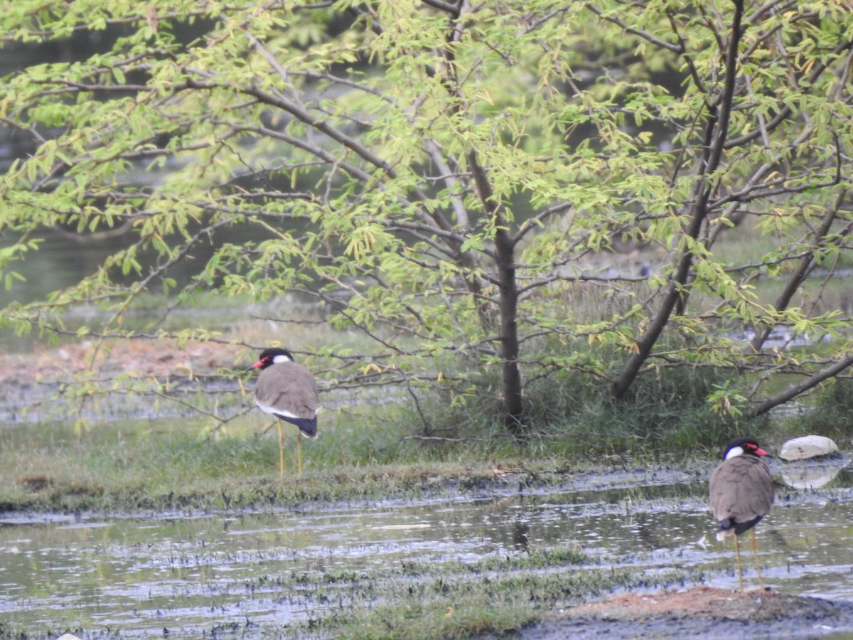 Red-wattled Lapwing - ML281539681