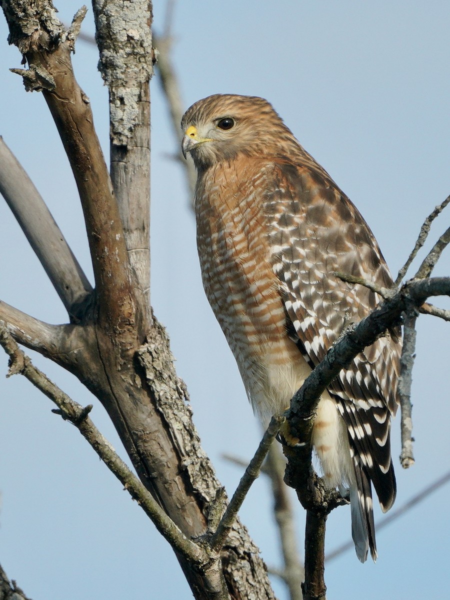 Red-shouldered Hawk - ML281540021