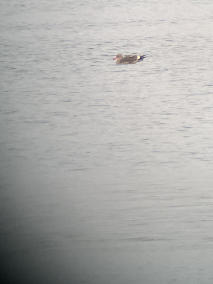 Heermann's Gull - ML281540591