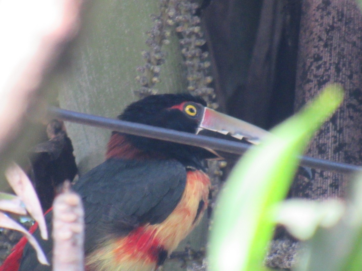 Collared Aracari - ML281542811