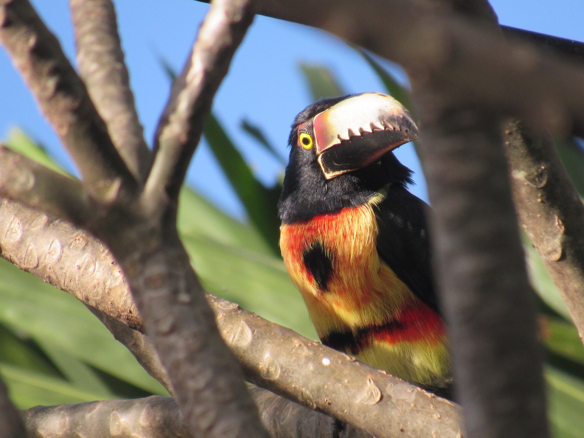 Collared Aracari - ML281542851