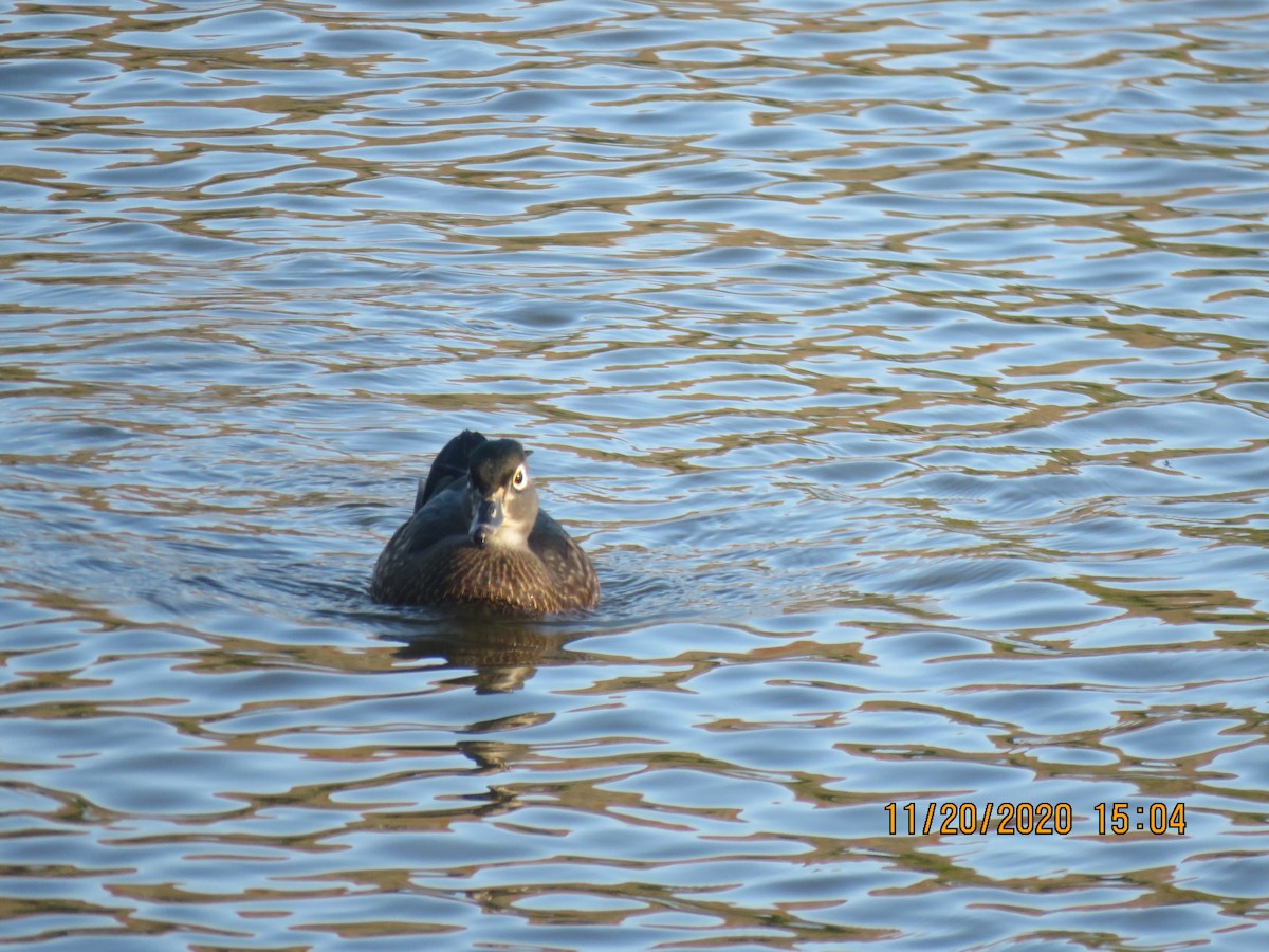 Wood Duck - Susan Turnbach