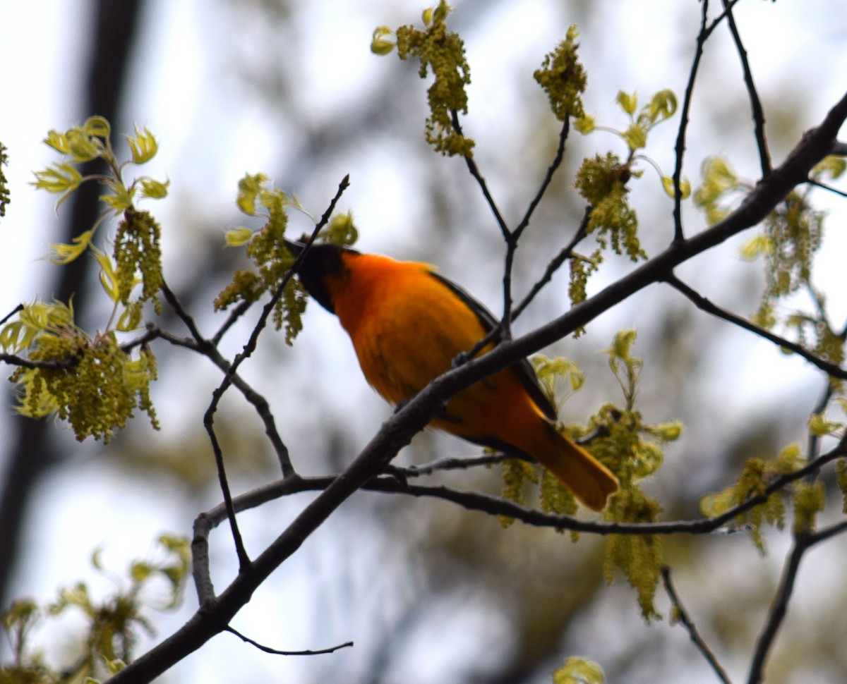 Baltimore Oriole - Mary  McMahon