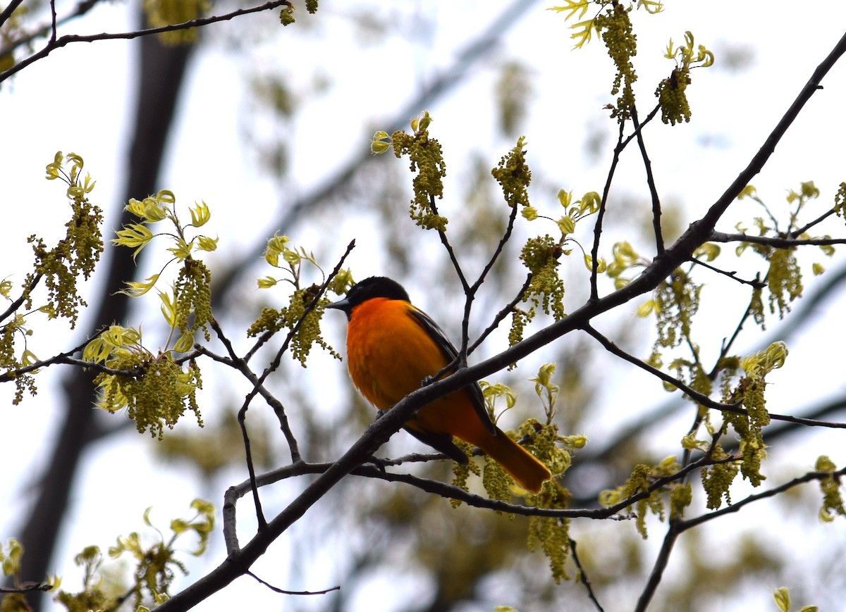 Baltimore Oriole - ML28154501