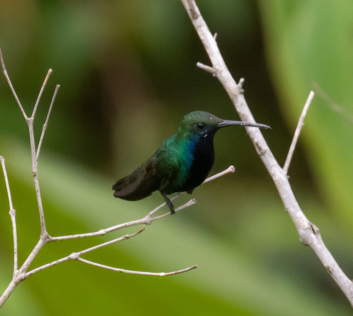 Black-throated Mango - ML281545531